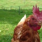 7 Gründe warum du Hühner züchten solltest!