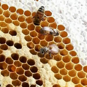 bienen waben honig honigbiene
