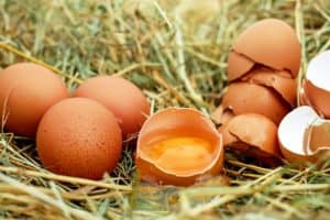 hühnerzucht für die eierproduktion