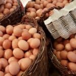 Hühner halten für Eier: Rasse, Platz, Futter, Anmeldung eier weltrekord