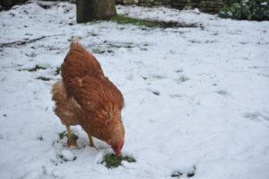 hühnerstall winter