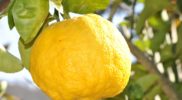 lemon-181650_1280